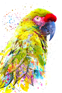 Colorful Bird